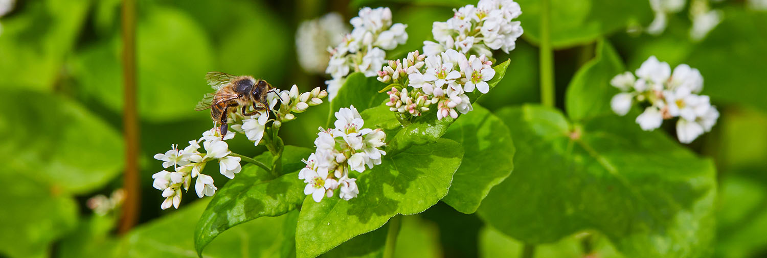 header abeille qui butine une fleur de sarrasin
