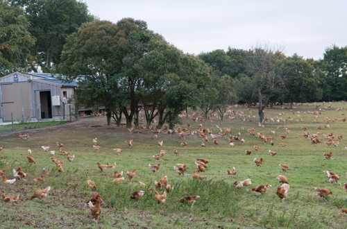 élevage de poulets plein air bio
