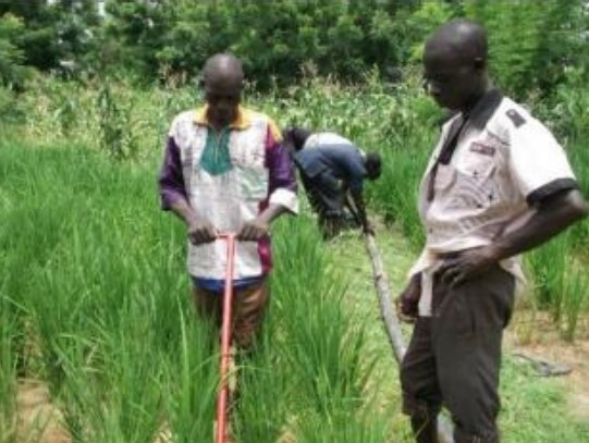 cuture du soja bio au Burkina Faso