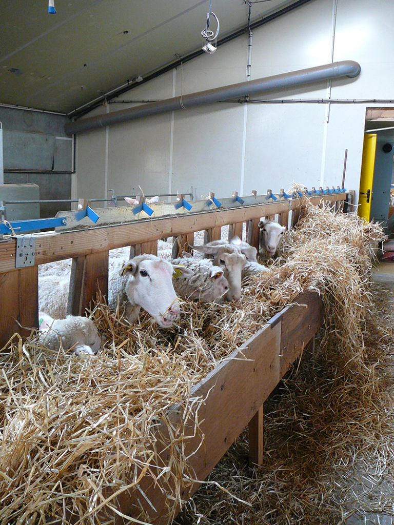 distribution de fourrage aux moutons
